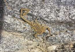 Image of Arizona Bark Scorpion