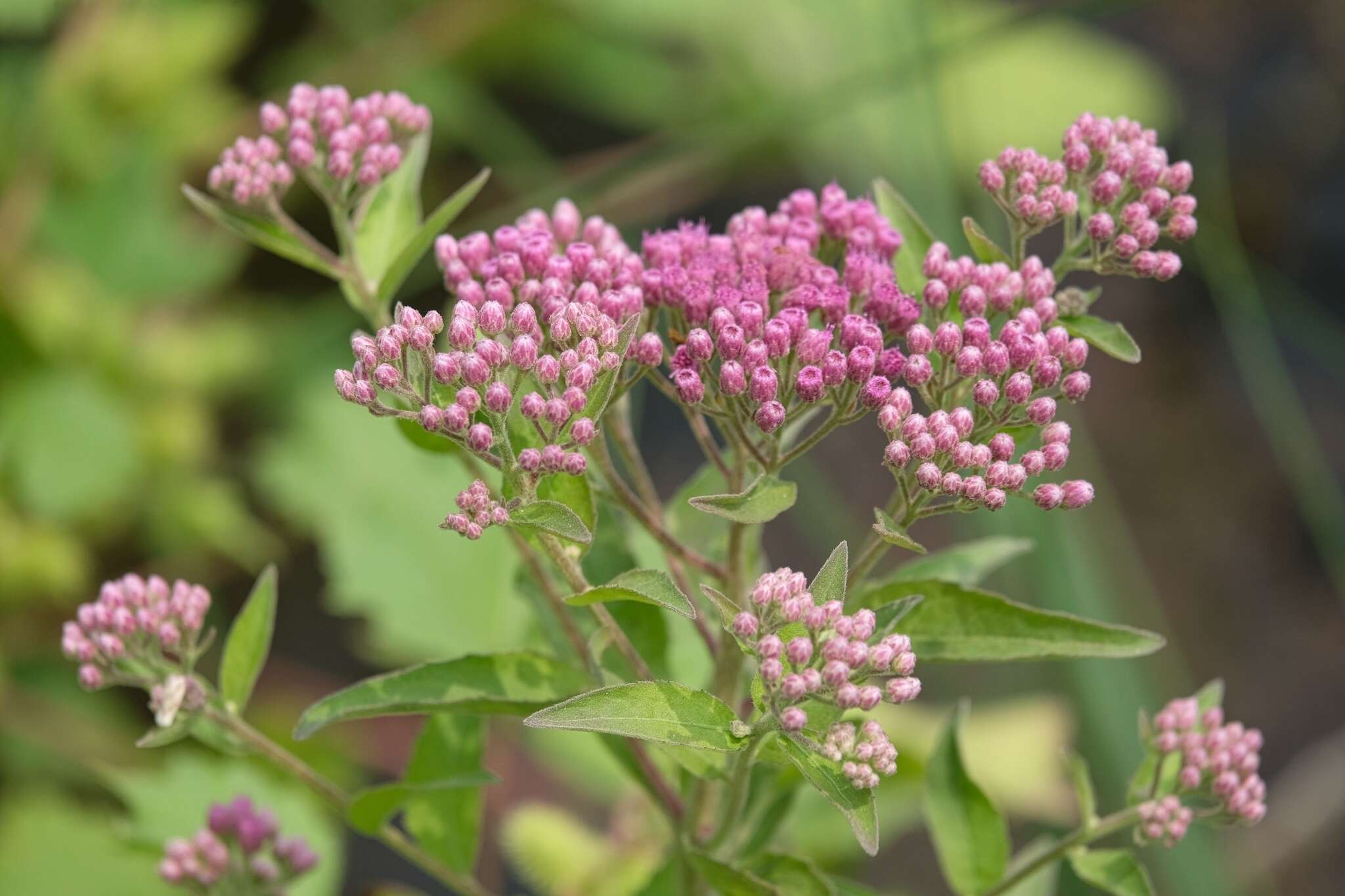 Pluchea odorata (L.) Cass. resmi