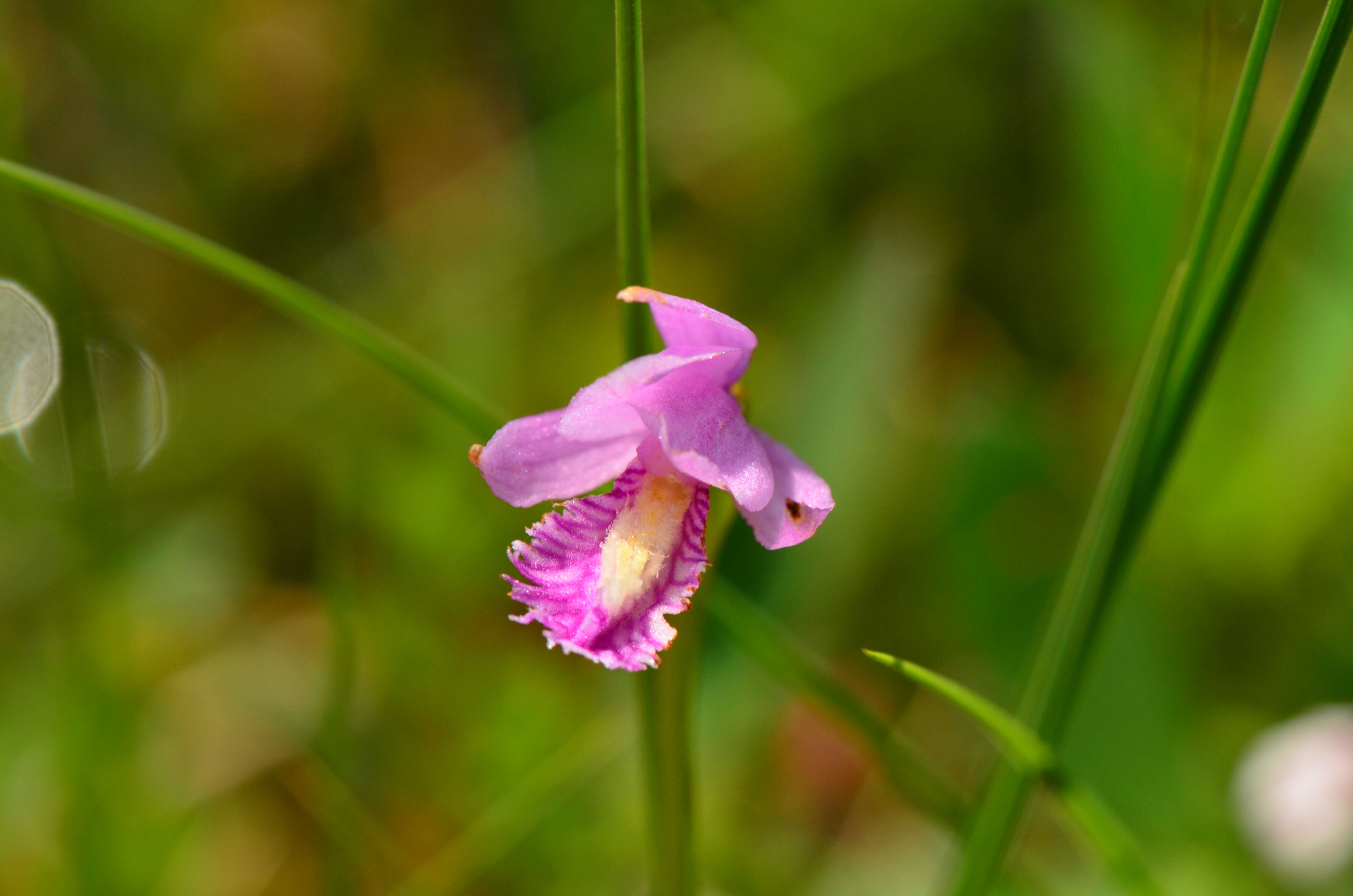 Image of snakemouth orchid