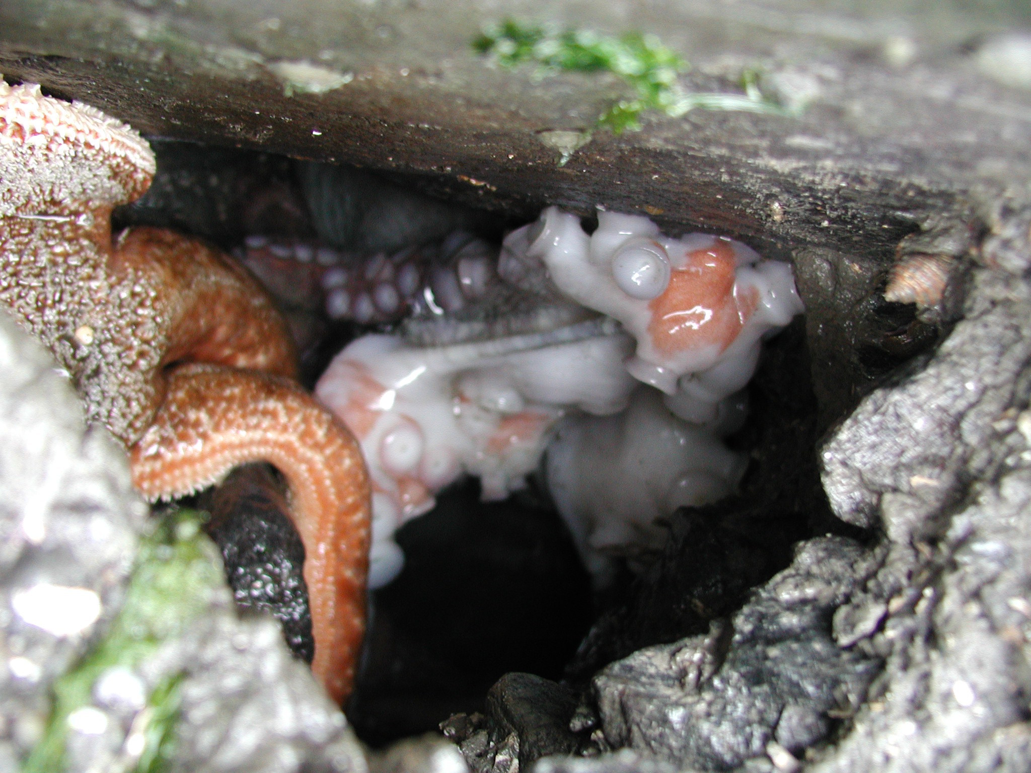 Image of Giant Pacific Octopus