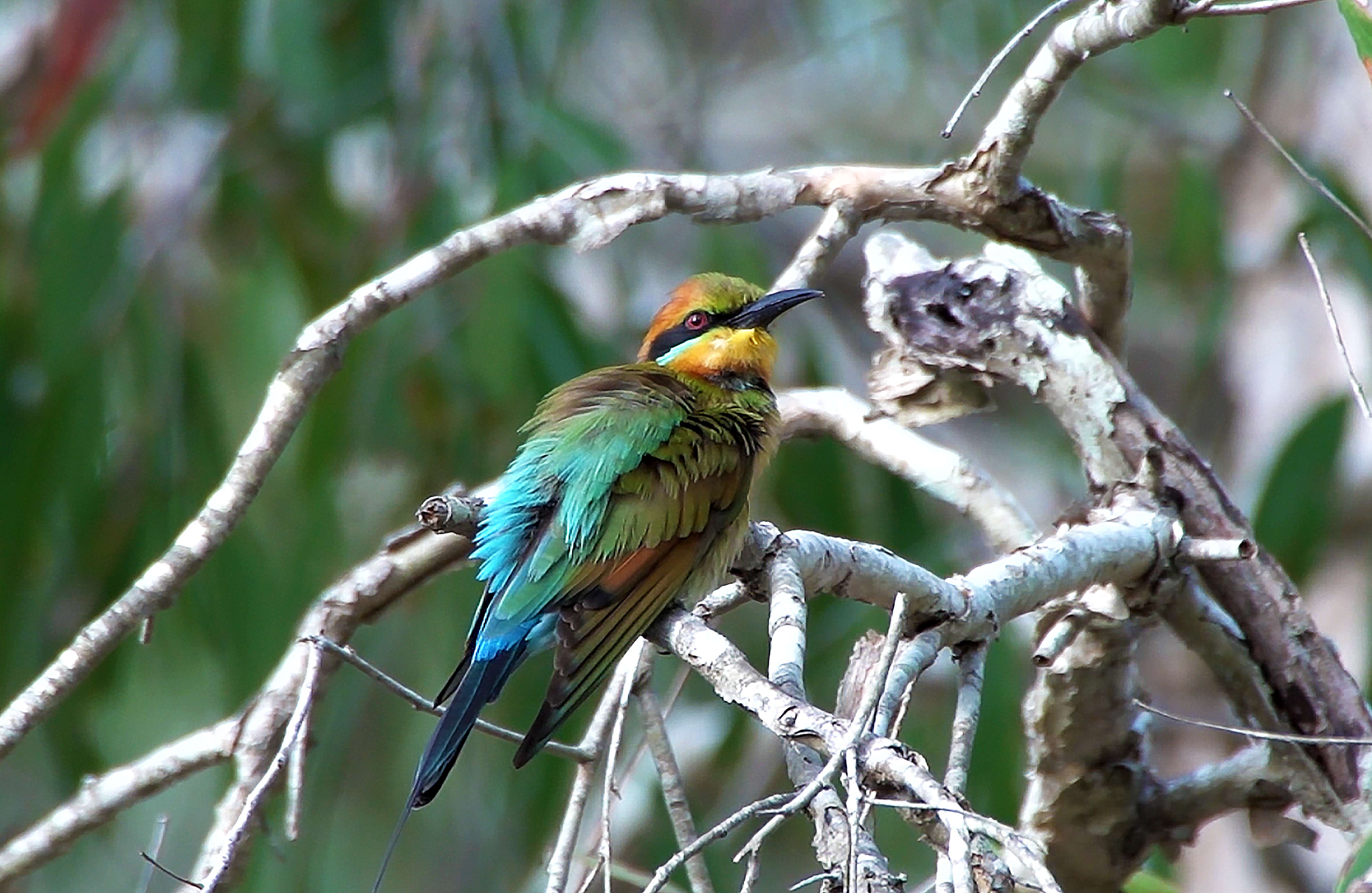 Image of Rainbow Bee-eater