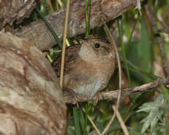 Image of Sedge Wren