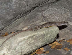 Image of Blue-throated Keeled Lizard