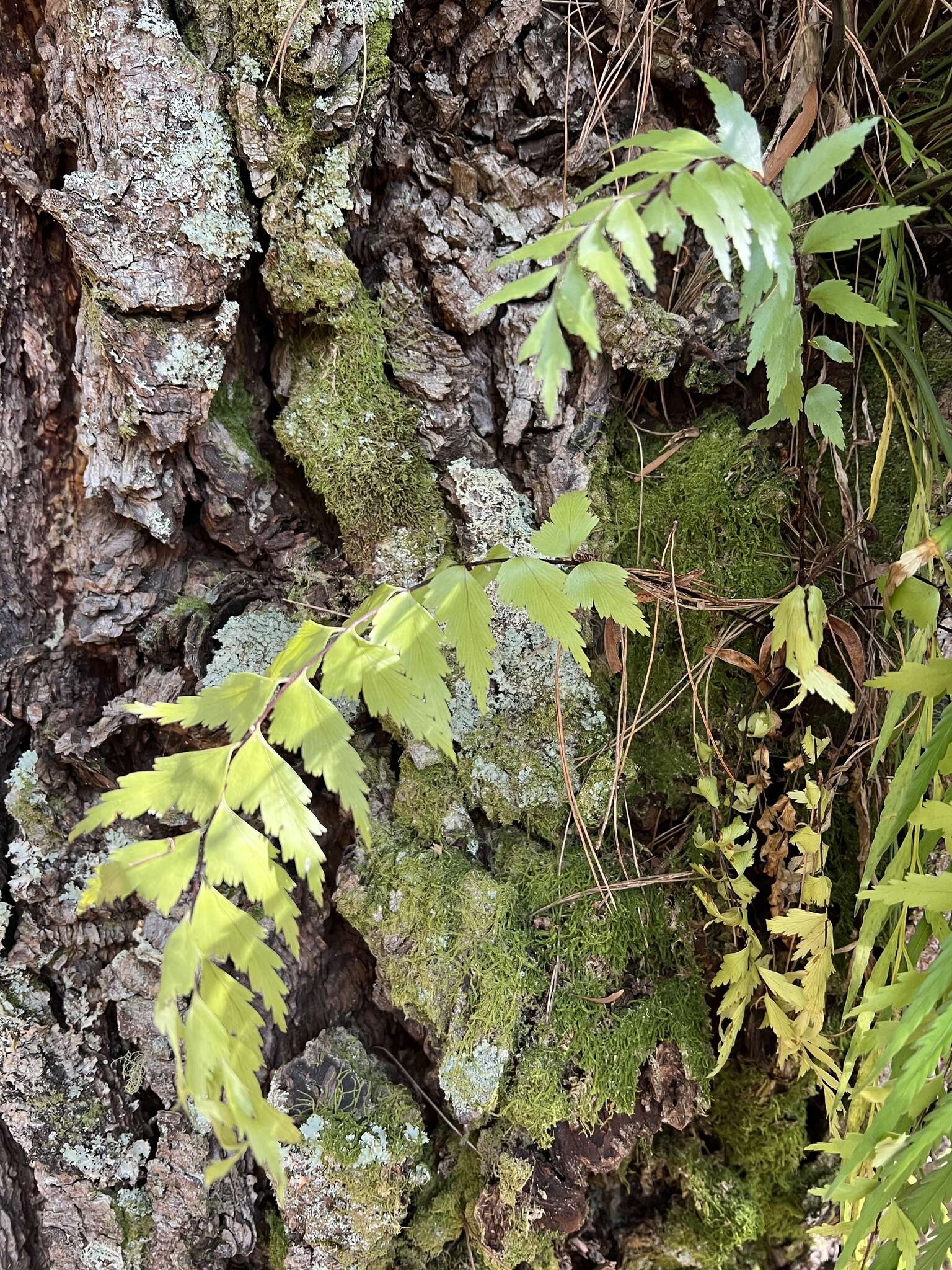 Image of sickle speenwort