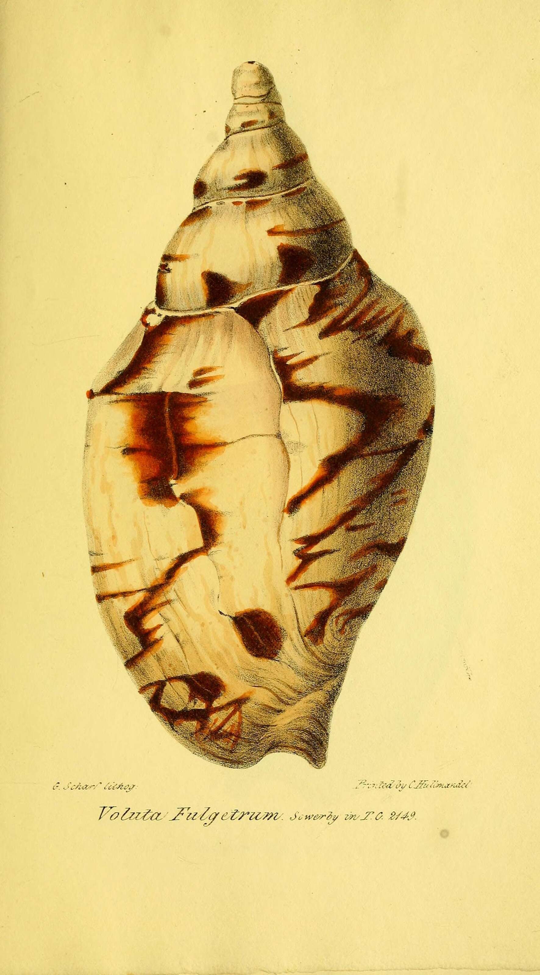 Image of Ericusa fulgetrum (G. B. Sowerby I 1825)