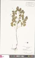 Image of great yellow woodsorrel