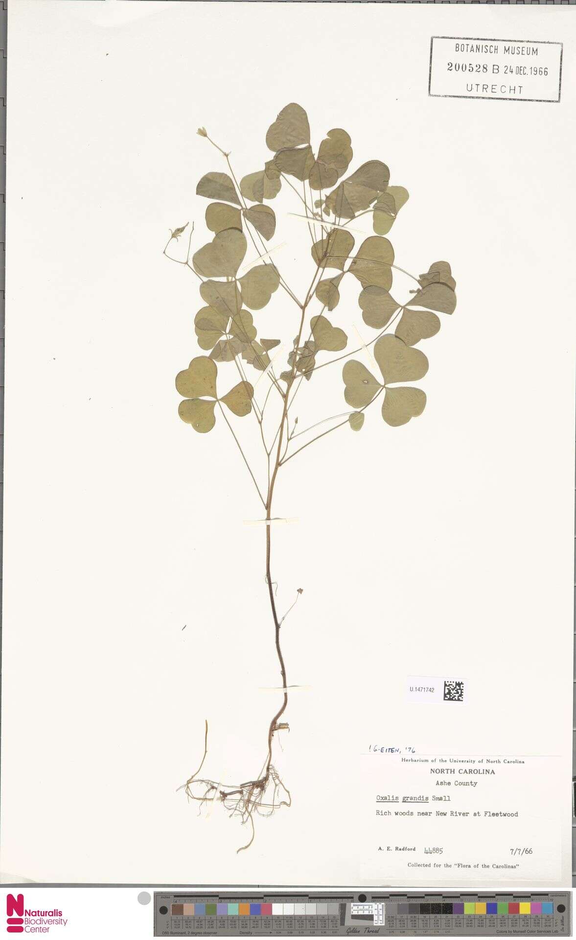 Image of great yellow woodsorrel