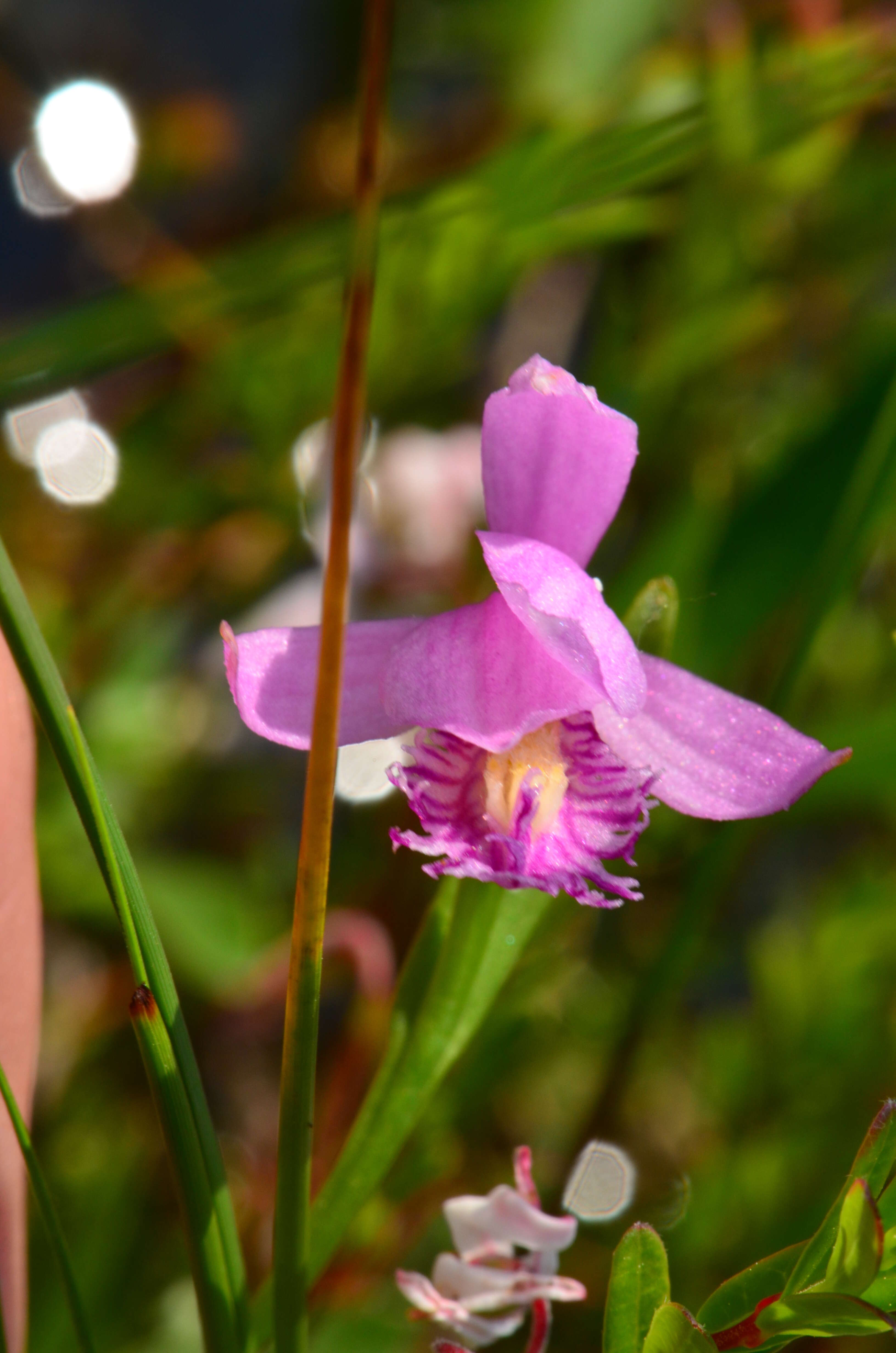 Image of snakemouth orchid