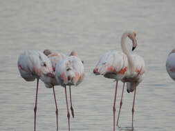 Imagem de Phoenicopterus roseus Pallas 1811