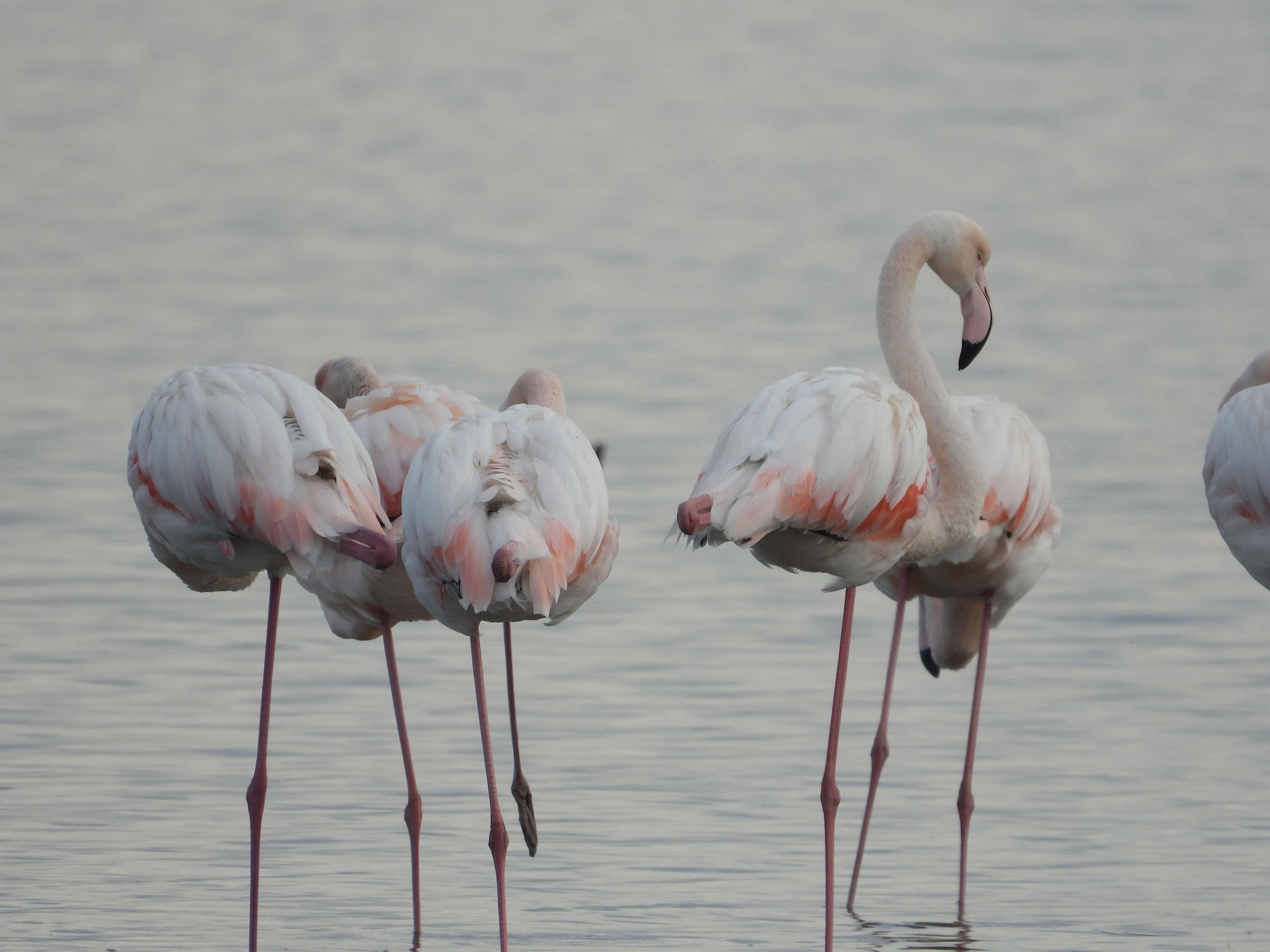 Imagem de Phoenicopterus roseus Pallas 1811