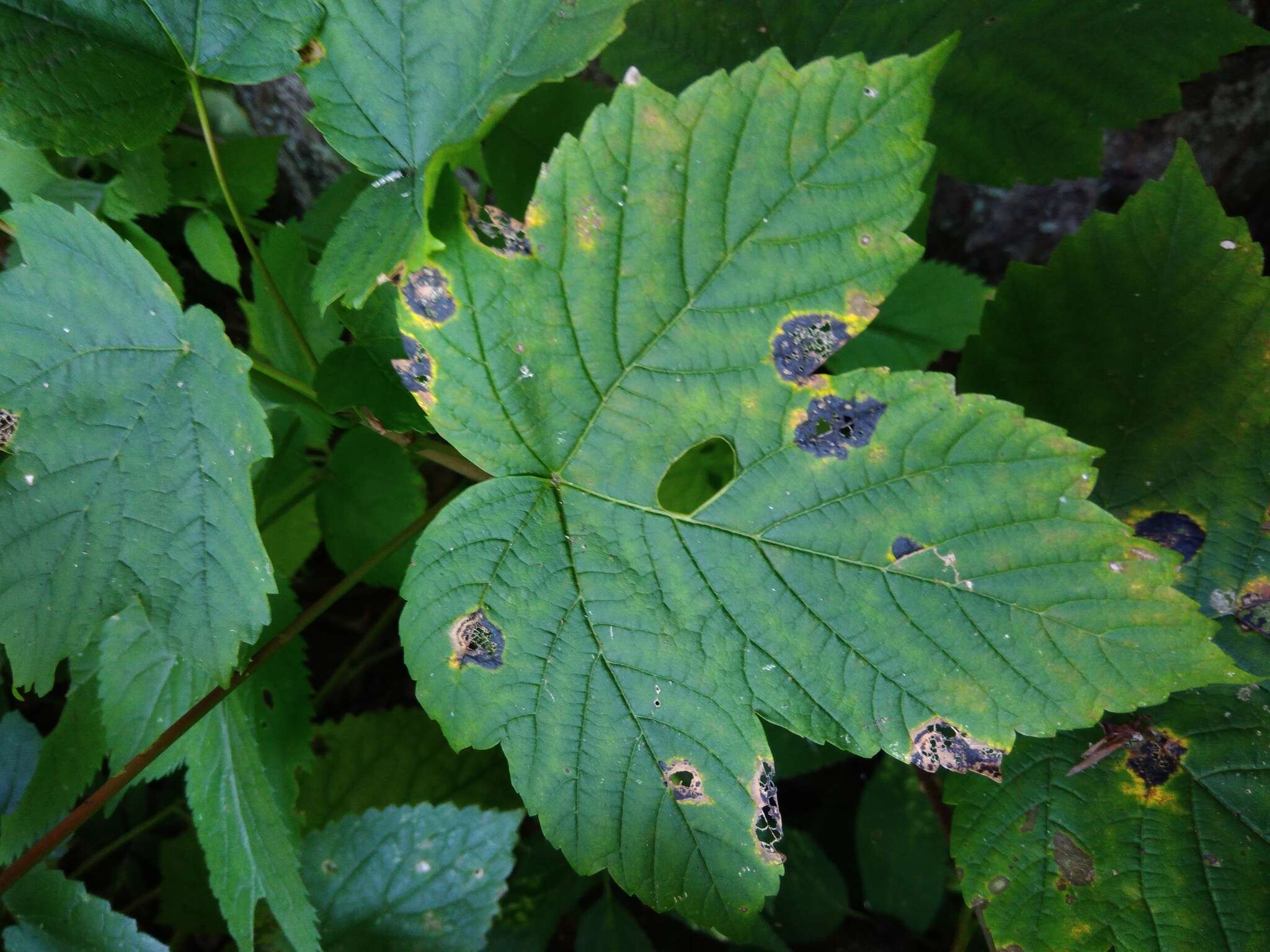 Image of European tar spot