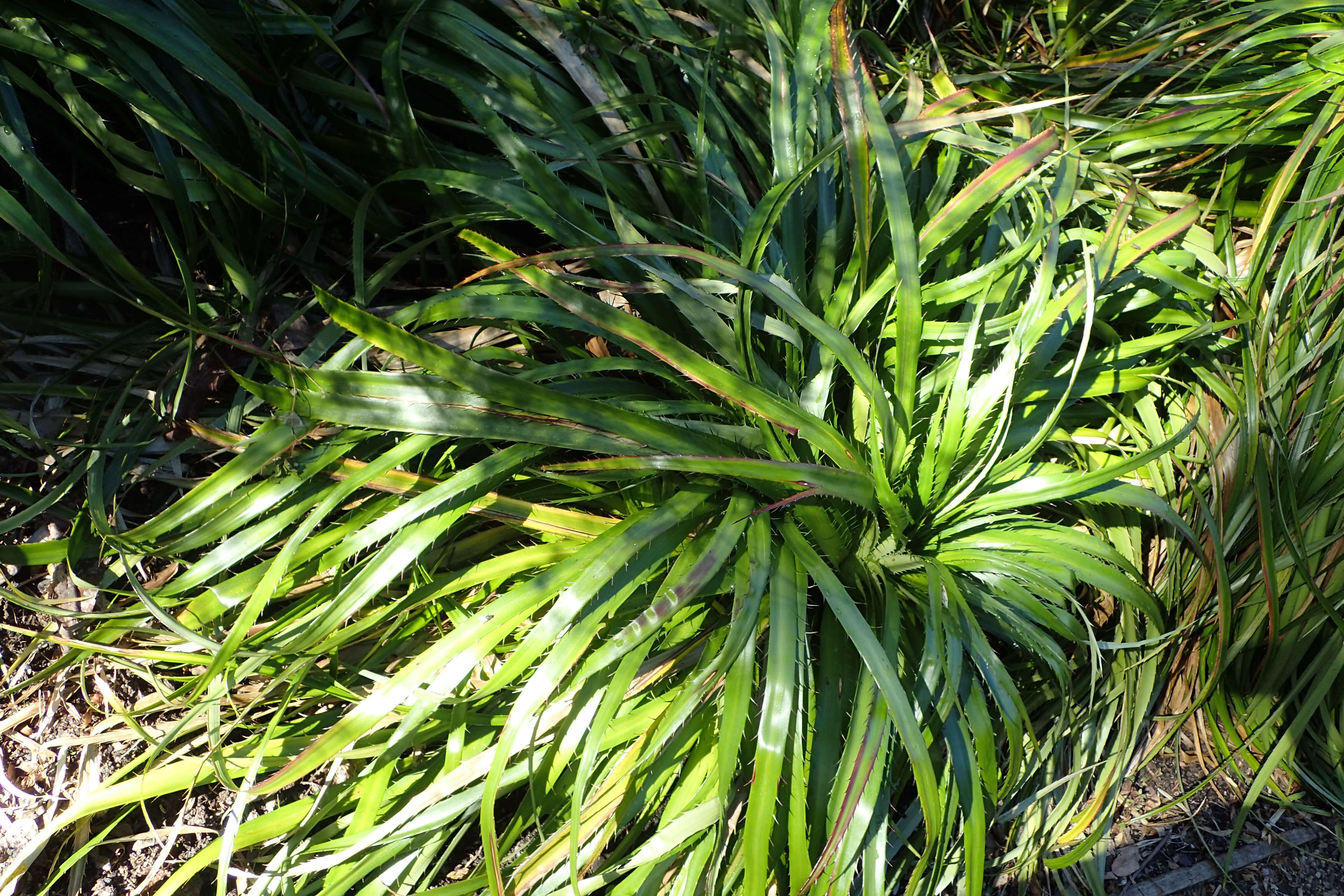 Eryngium humboldtii Delar. resmi