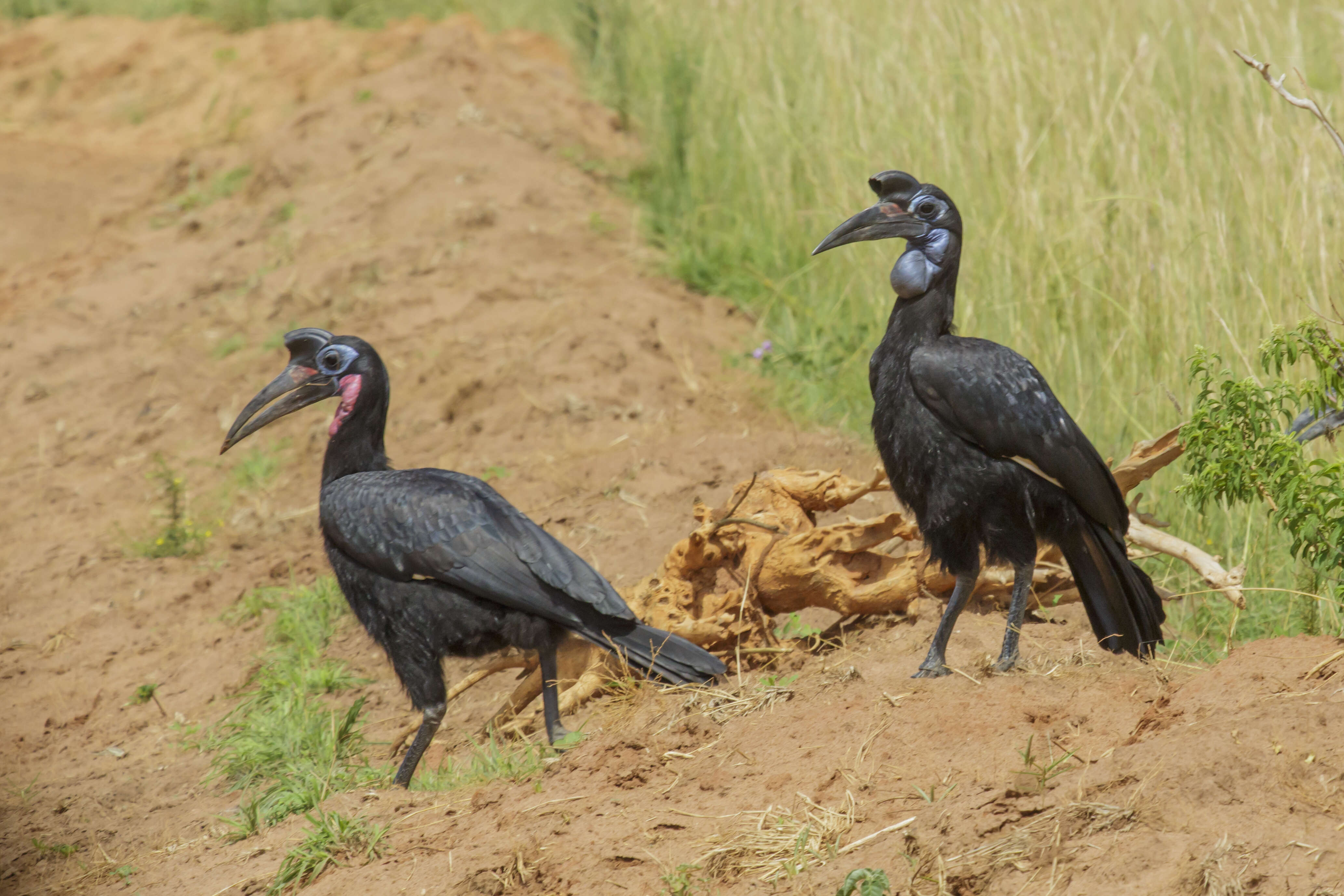 Image of Abyssinian Ground Hornbill