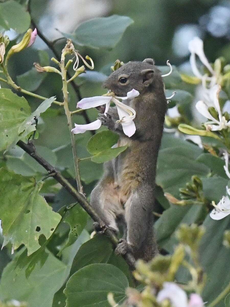 Image of Hoary-bellied Squirrel