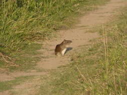 Image of Brazilian Guinea Pig