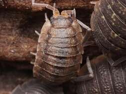 Image of common rough woodlouse