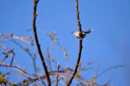 Image of gnatcatchers