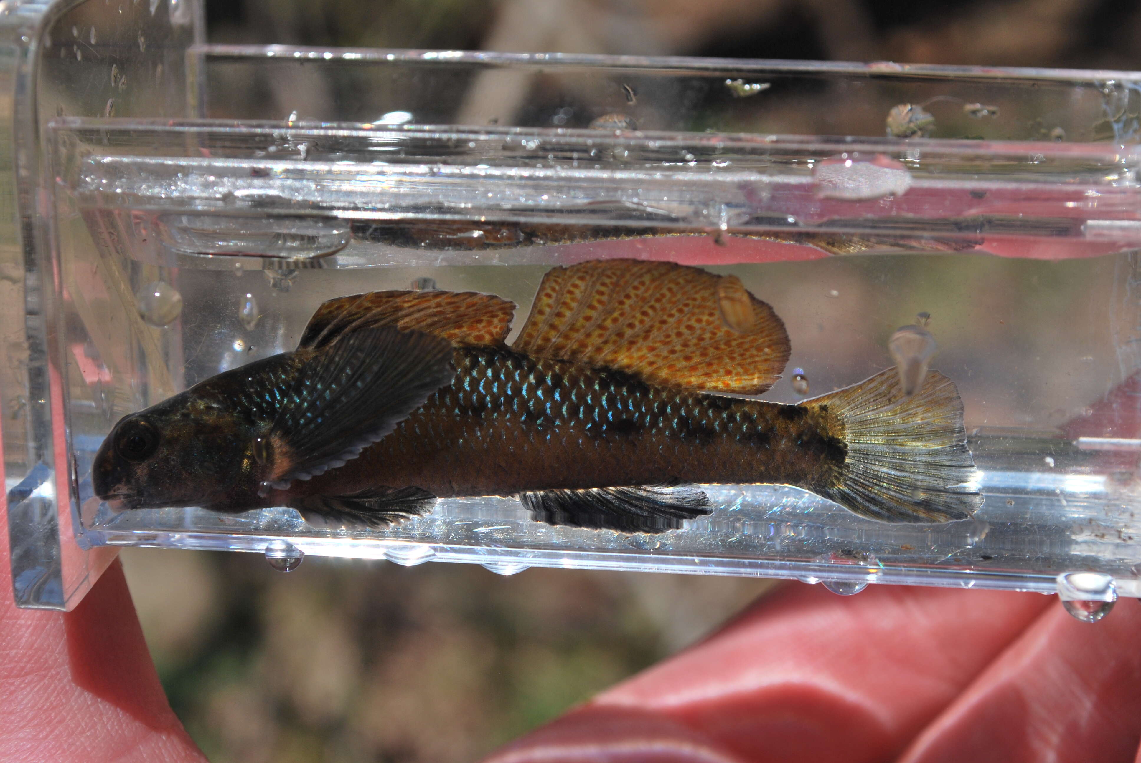 Image of Etheostoma