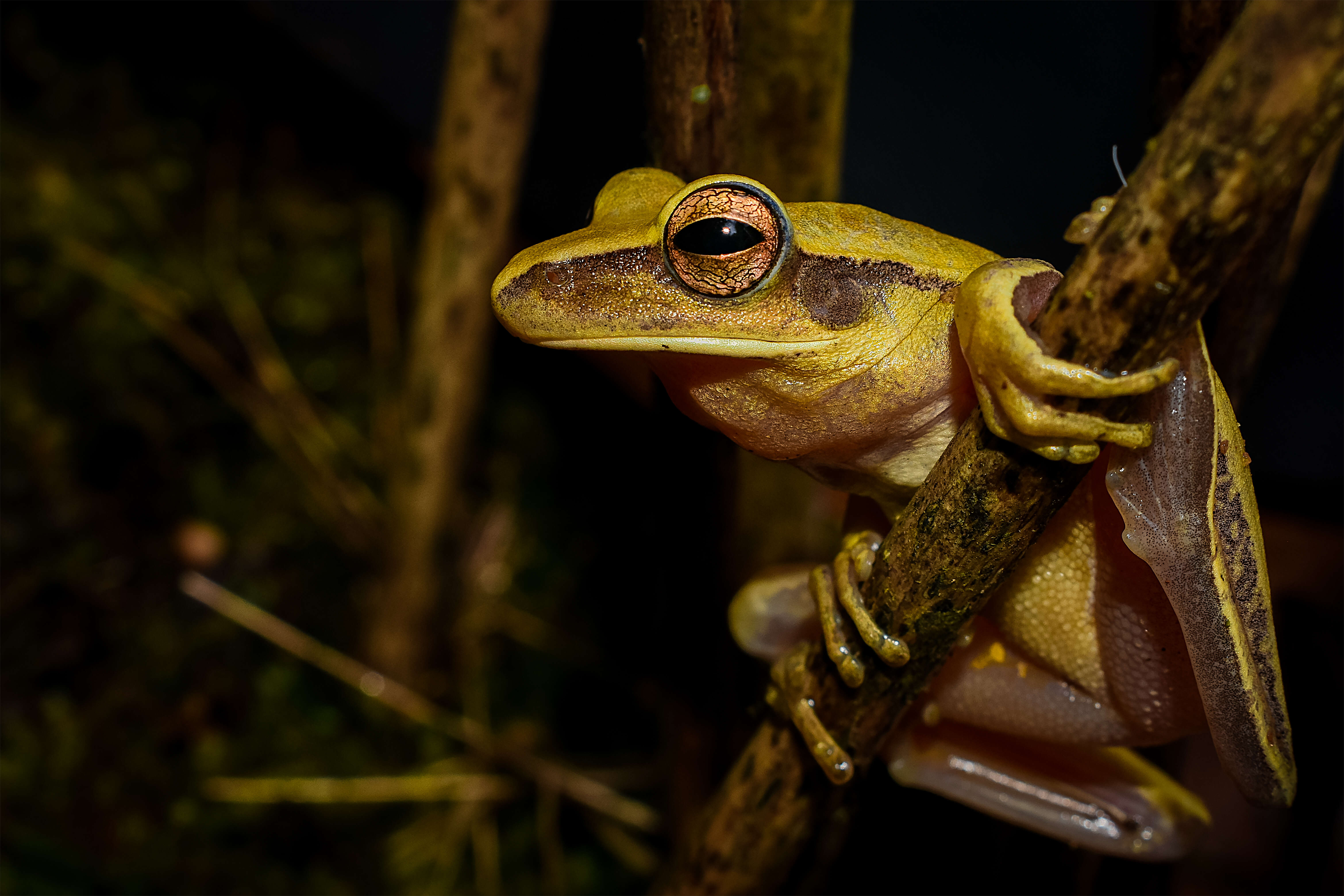 Image of Boana albopunctata (Spix 1824)