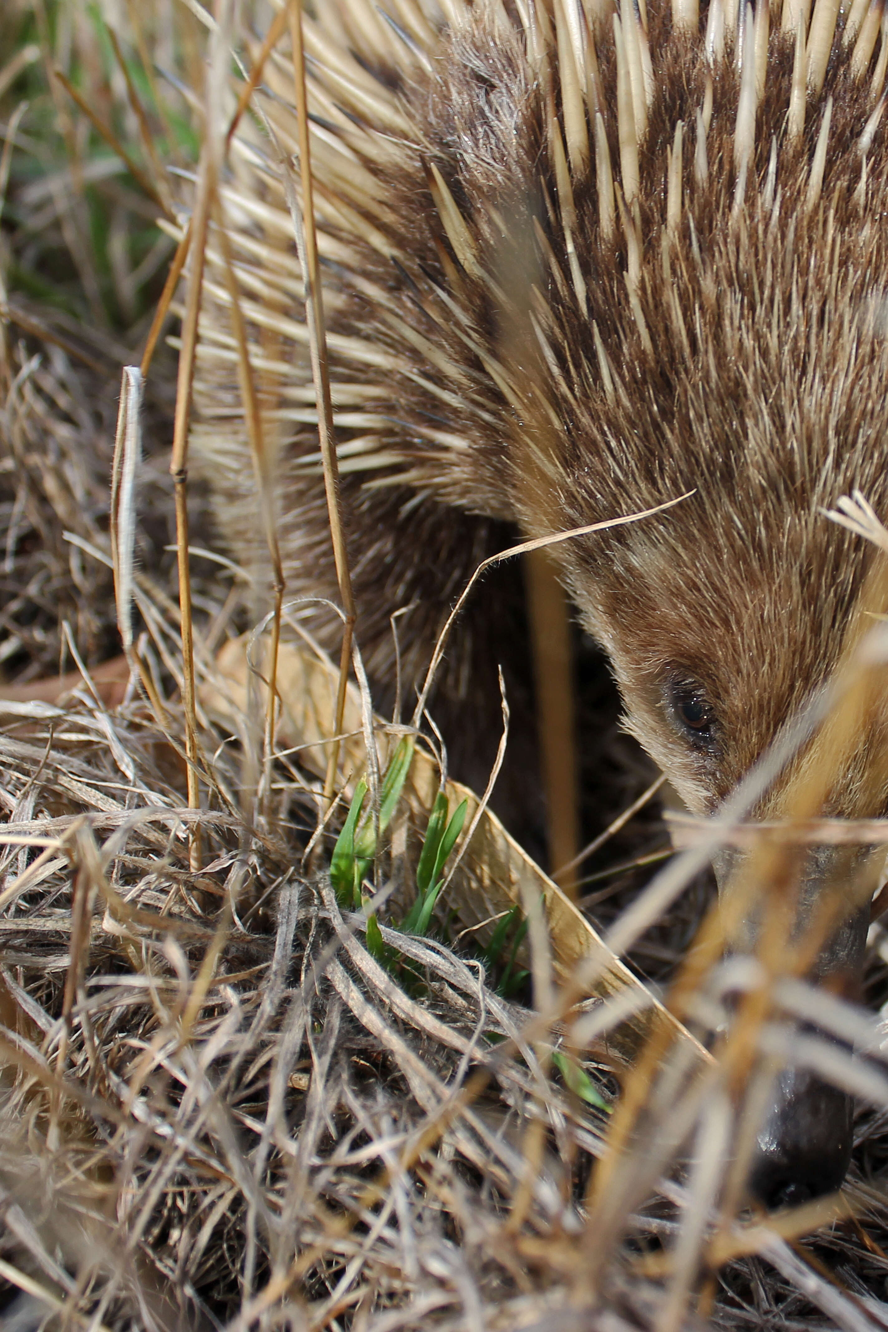 Image of echidnas