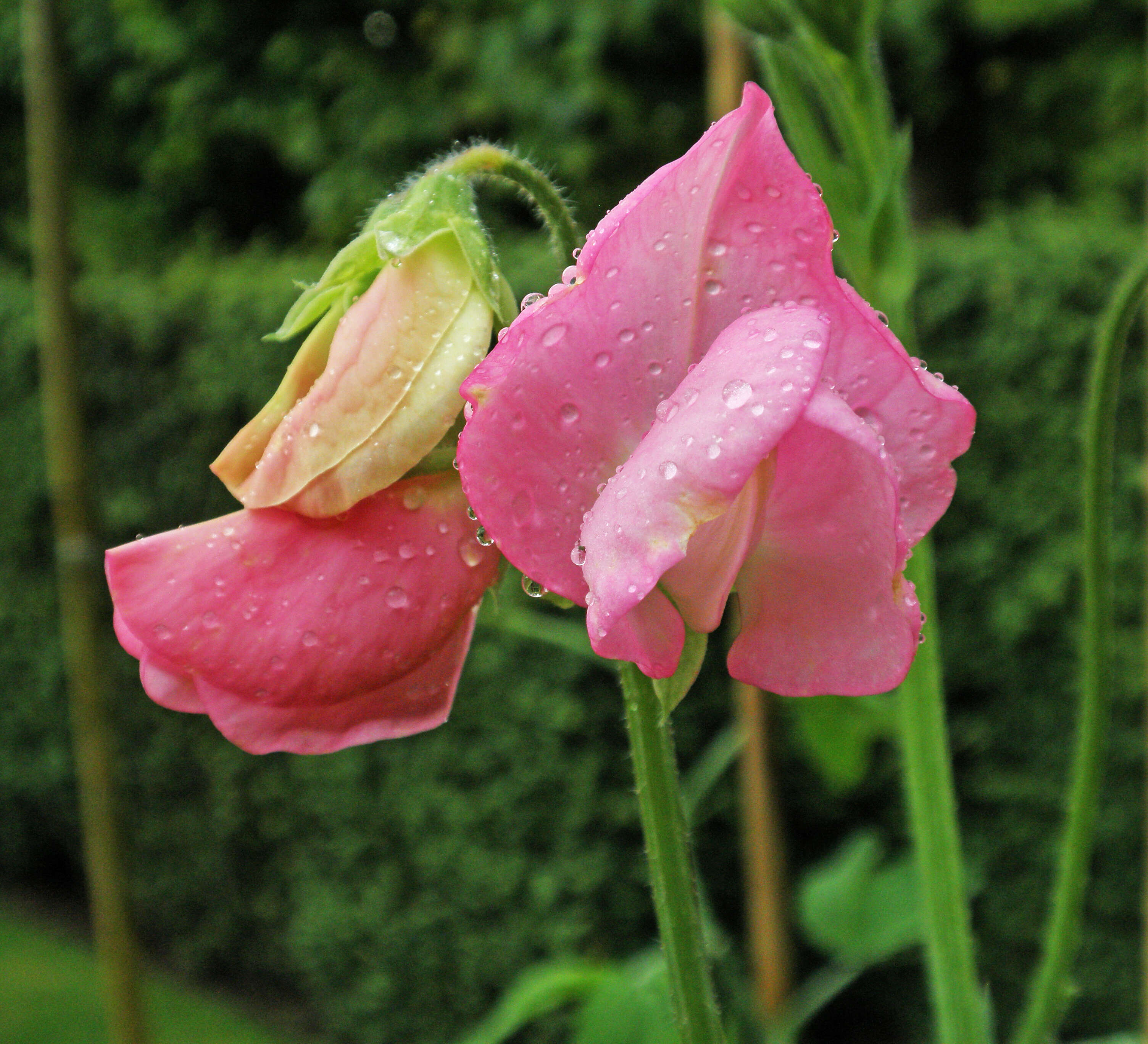 Image of Sweet Pea