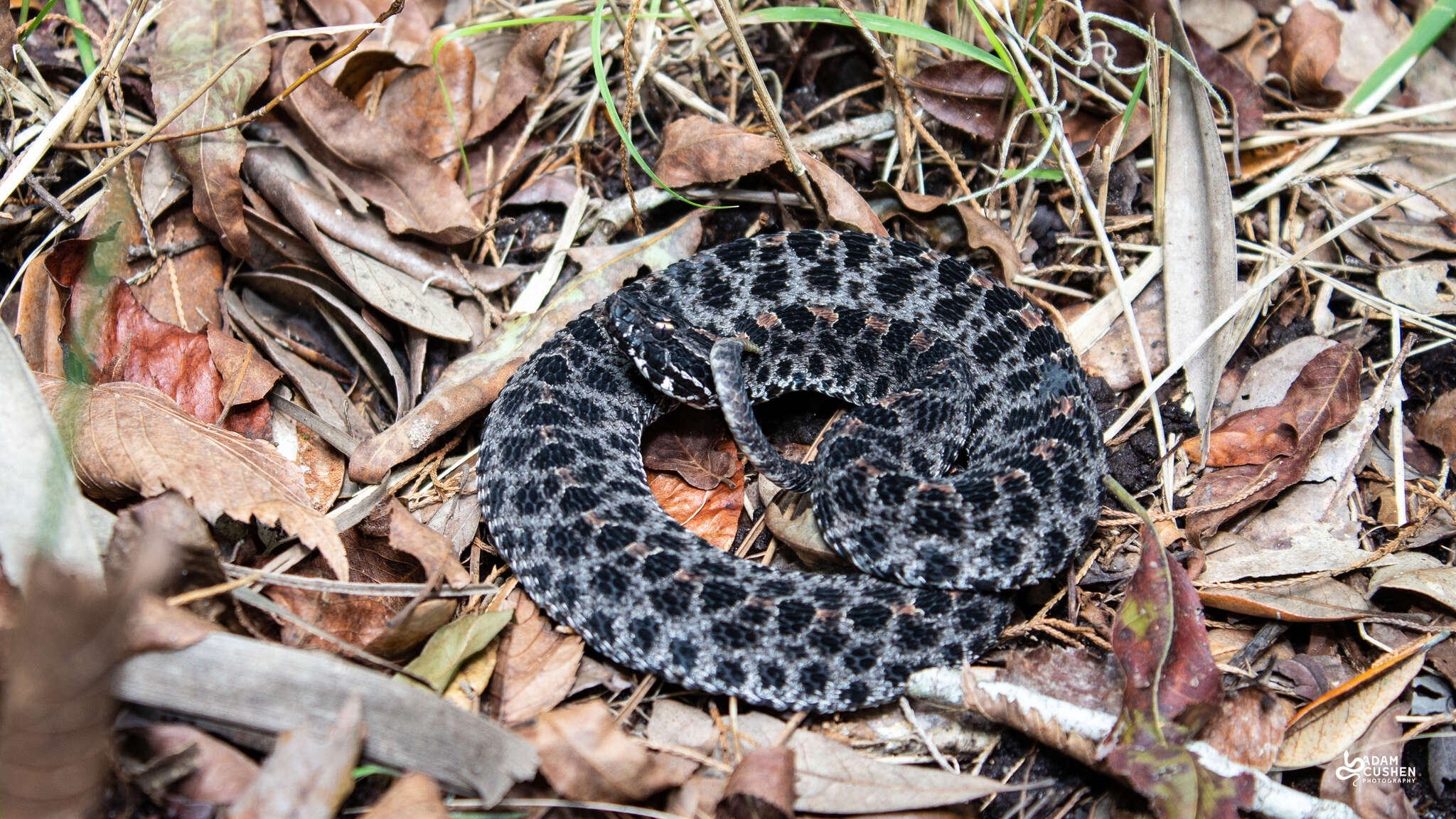 Image of Pygmy Rattlesnake