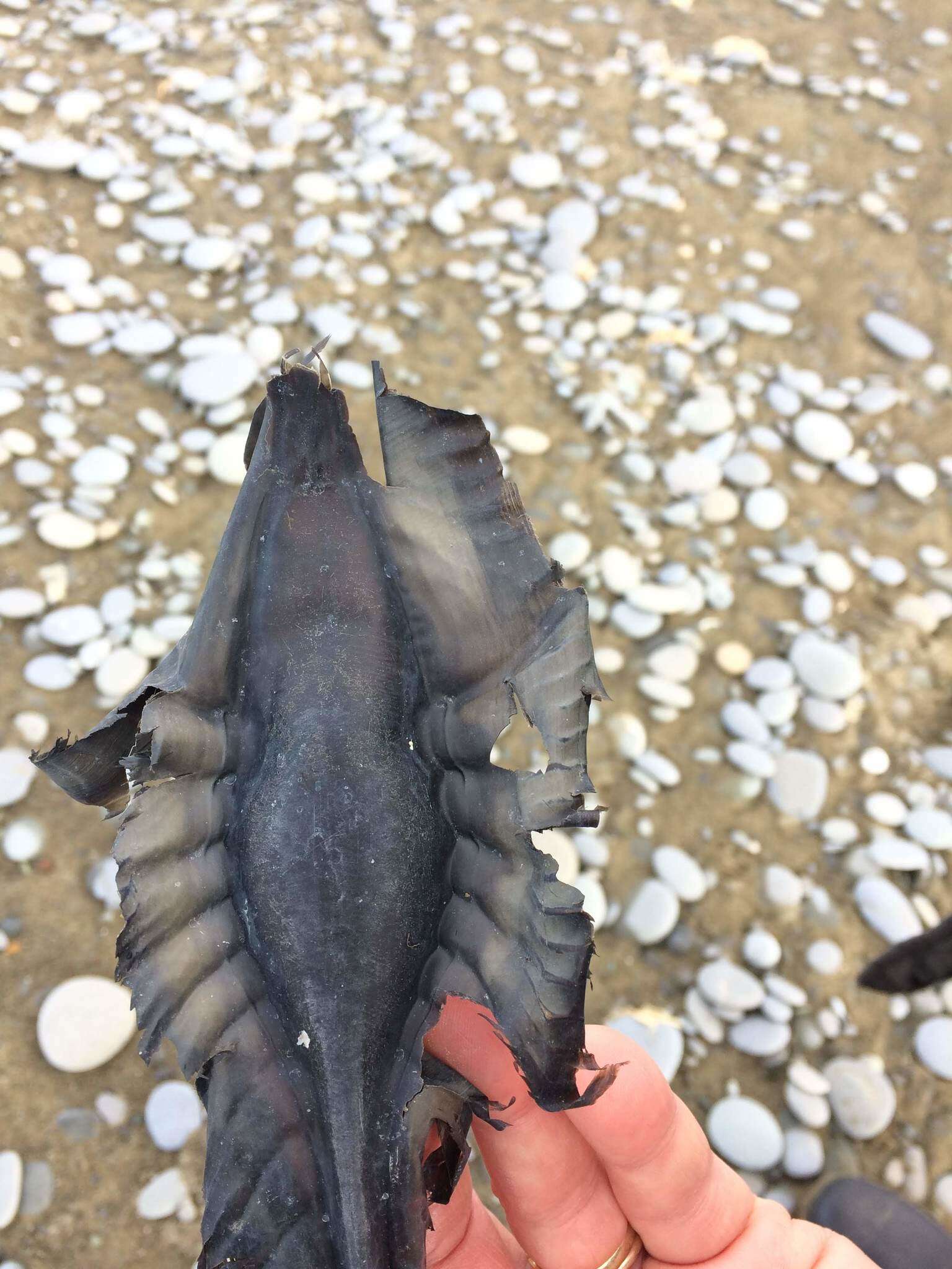 Image of Elephant Fish