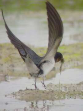 Image of Hirundo Linnaeus 1758