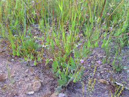 Image de Erodium ciconium (L.) L'Her.