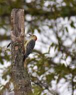 Image of Red-bellied Woodpecker