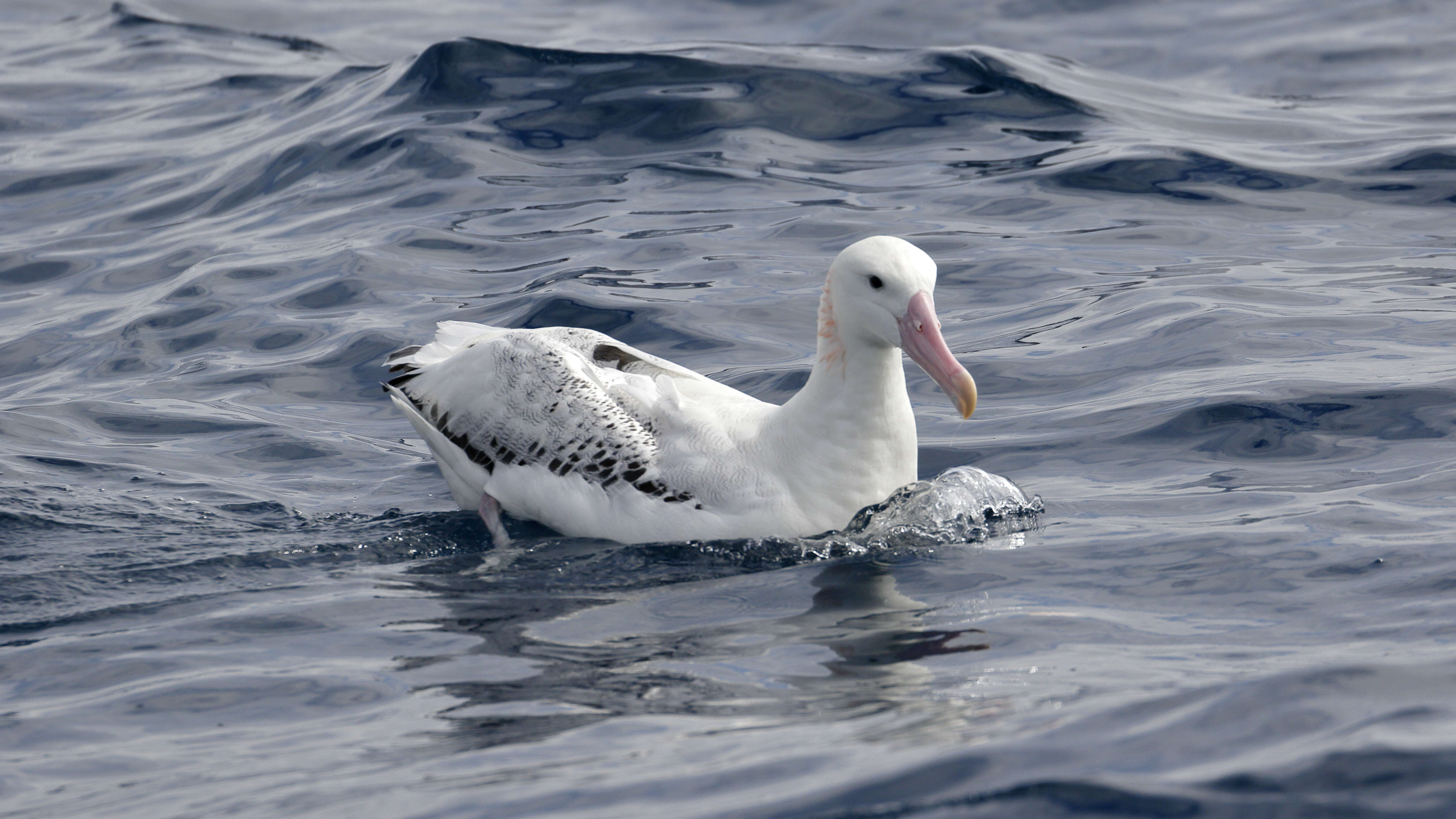 gezgin albatros resmi