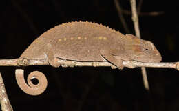 Image of Black-headed Dwarf Chameleon