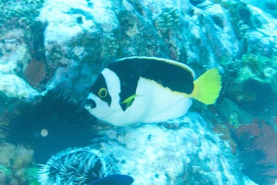 Image of Arrow-backed angel fish