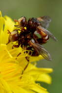 Image of Cylindromyia bicolor (Olivier 1811)