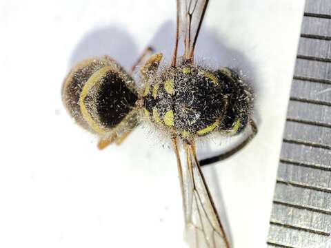 Image of Common wasp