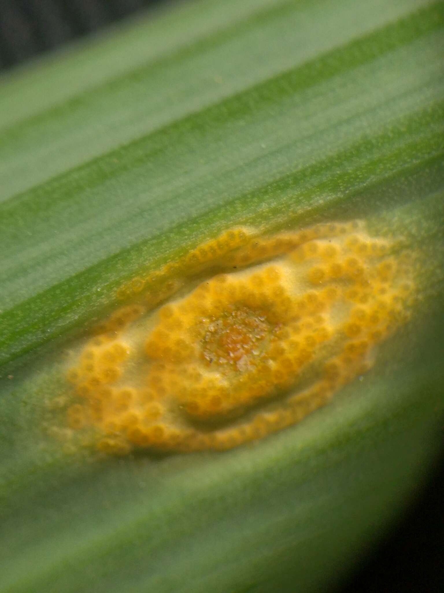 Imagem de Puccinia sessilis J. Schröt. 1870