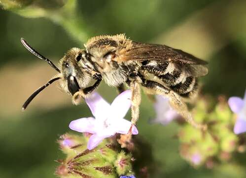 Image of Halictus confusus Smith 1853