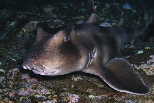 Image of Crested Bullhead Shark