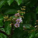 Image of Lagerstroemia duperreana Pierre ex Gagnep.