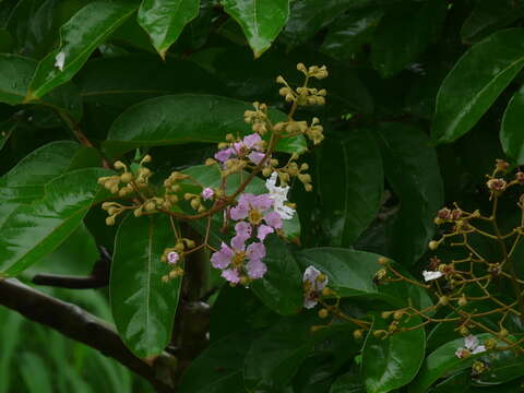 Plancia ëd Lagerstroemia duperreana Pierre ex Gagnep.