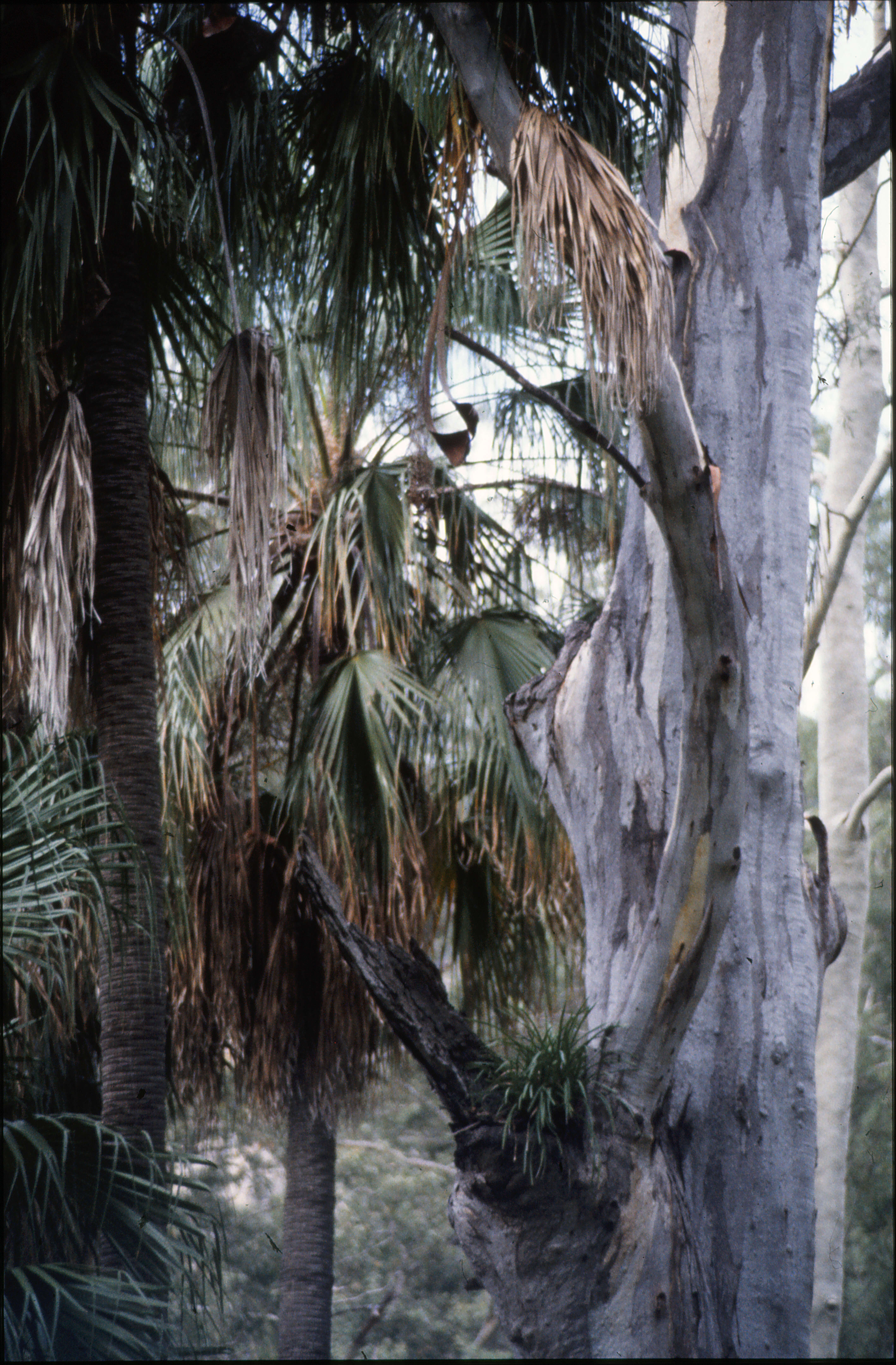 Imagem de Eucalyptus tereticornis Sm.