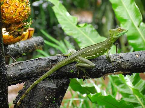 Image of Green Basilisk