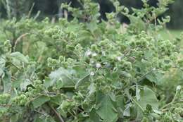 Image of common burdock