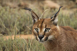 Image of Caracals