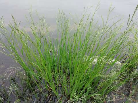 Image of flote-grass, floating sweet-grass