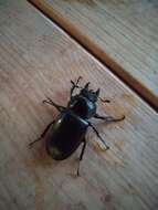 Image of Stag beetle