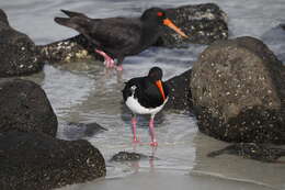 Image of Australian Pied Oystercatcher