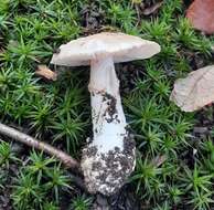 Image of False deathcap