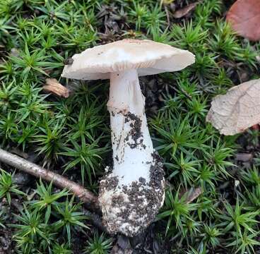 Image of False deathcap