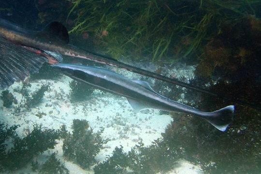 Image of <i>Echeneis naucrates</i>